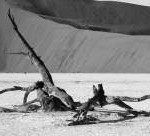 Halifenin, oğluna nasihatine bak!